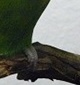 p0