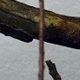 p0